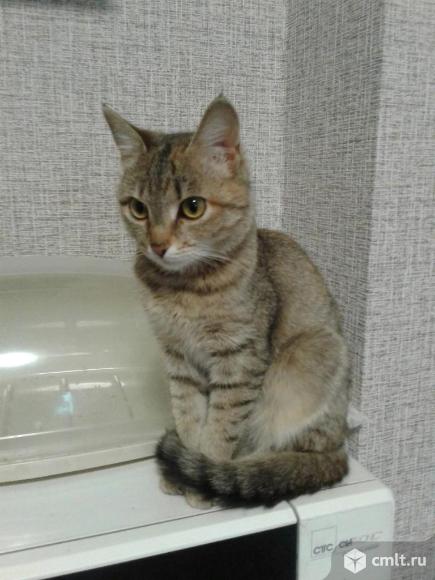 Миниатюрная кошечка Шейла. Фото 1.