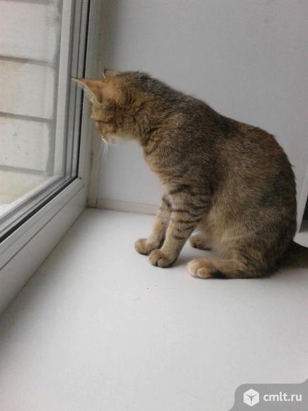 Миниатюрная кошечка Шейла. Фото 7.