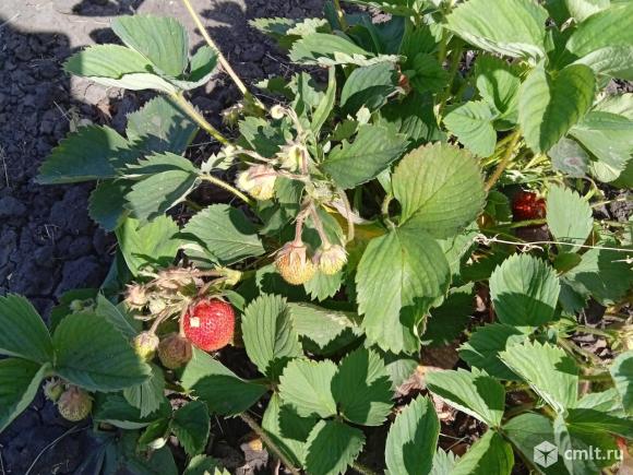 Дача 45 кв.м. Фото 20.