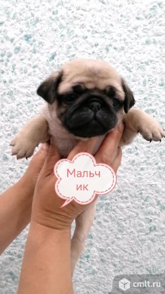 Щенки мопса. Фото 1.