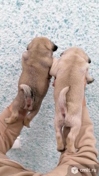 Щенки мопса. Фото 6.