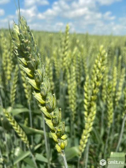 Семена озимой пшеницы донской селекции. Фото 1.