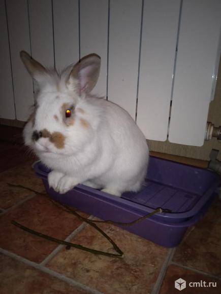 Кролик декоративный. Фото 5.