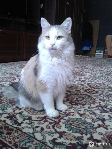 Трехцветная Бонита в добрые руки. Фото 1.