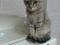 Миниатюрная кошка Шейла в добрые руки. Фото 1.