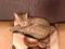 Миниатюрная кошка Шейла в добрые руки. Фото 3.