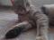 Миниатюрная кошка Шейла в добрые руки. Фото 4.