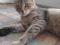 Миниатюрная кошка Шейла в добрые руки. Фото 5.