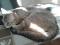 Миниатюрная кошка Шейла в добрые руки. Фото 6.