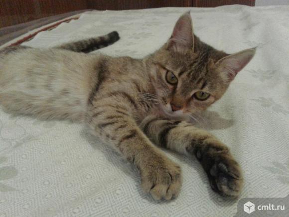 Маленькая кошечка Шейла. Фото 1.