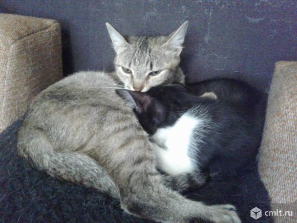 Маленькая кошечка Шейла. Фото 6.