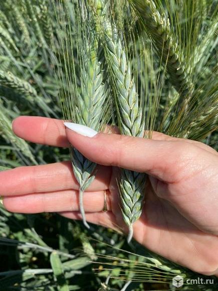 Семена тритикале озимой купить Илия Тихон Хлебороб. Фото 1.