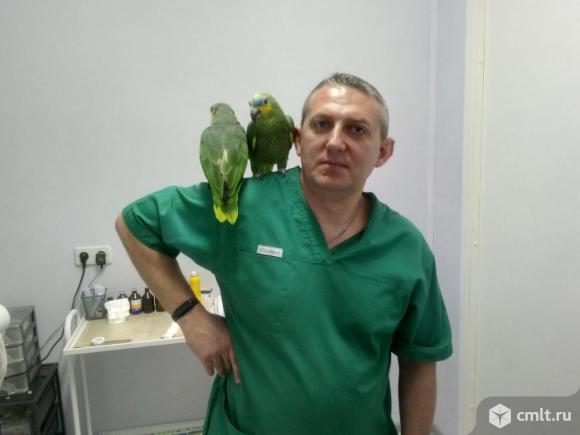 Лечение птиц в Москве. Фото 1.