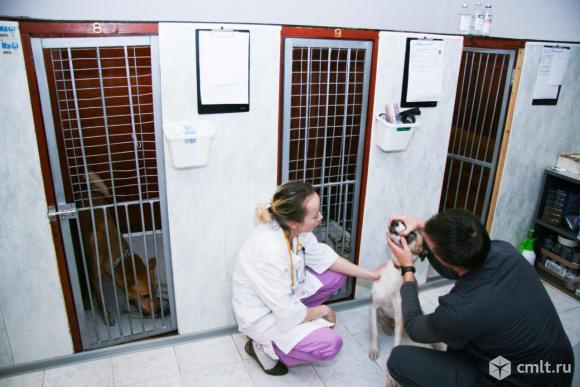 Зоогостиница Бемби.. Фото 4.