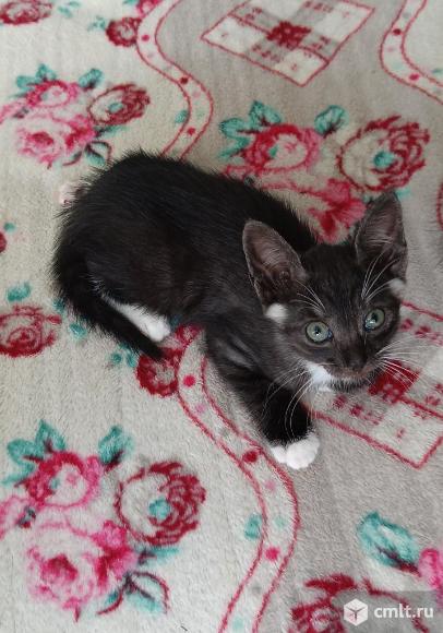 Шикарные котята. Фото 1.