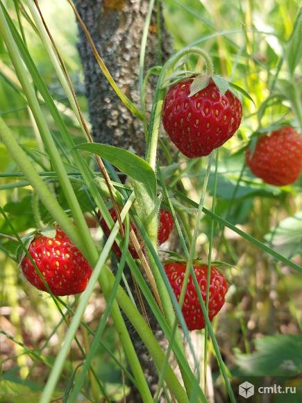 Приму излишки урожая, помогу. Фото 1.