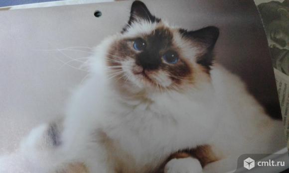 Кошечка невская маскарадная, нужна помощь!. Фото 1.