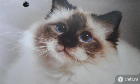 Кошечка невская маскарадная, нужна помощь!. Фото 3.