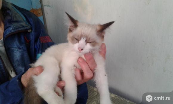 Кошечка невская маскарадная. Фото 5.