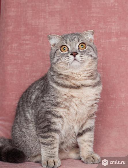 Шотландские котята. Фото 1.