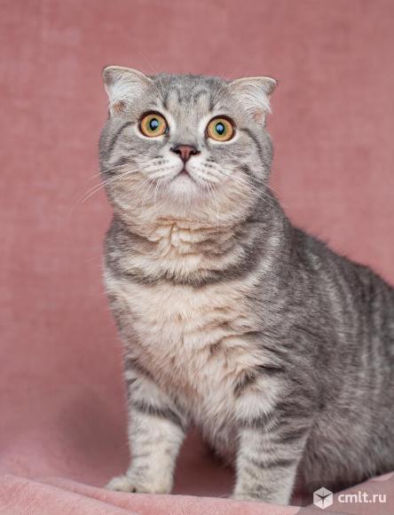 Шотландские котята. Фото 3.