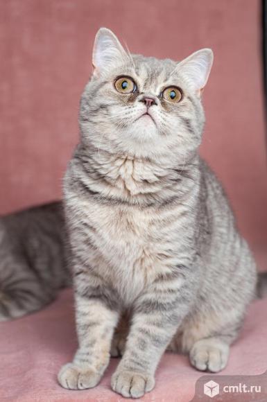 Шотландские котята. Фото 1.