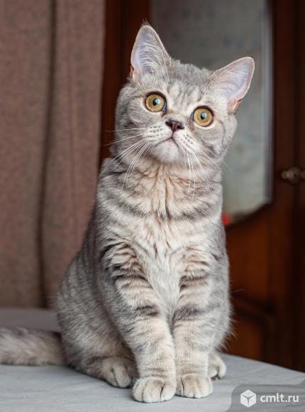 Шотландские котята. Фото 6.