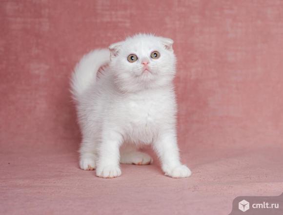 Шотландские котята. Фото 1.