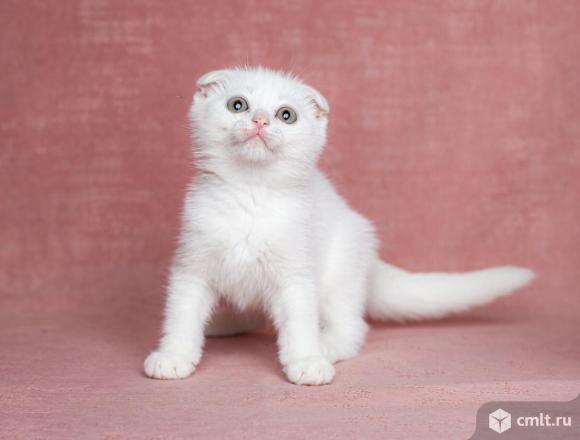 Шотландские котята. Фото 4.