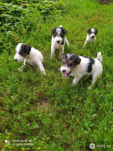 Щенки жесткошерстный фокстерьер. Фото 3.