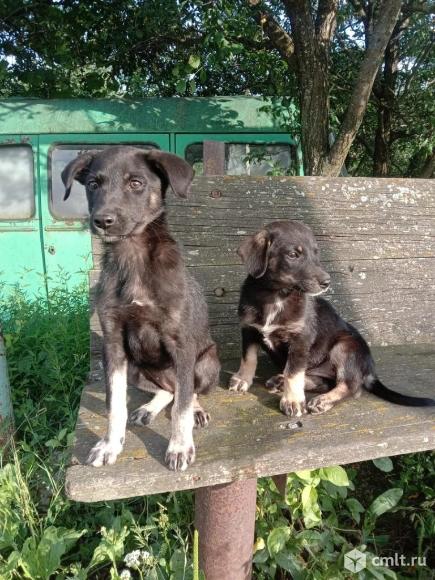 Белка и Стрелка ищут дом