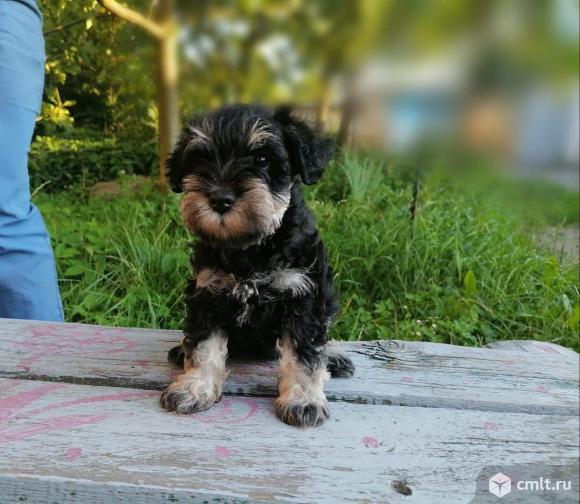 Цвергшнауцер черный с серебром. Фото 1.
