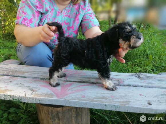 Цвергшнауцер черный с серебром. Фото 2.