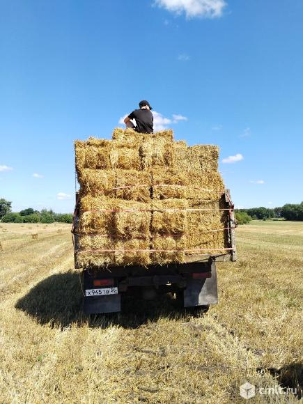 Солома. Фото 1.
