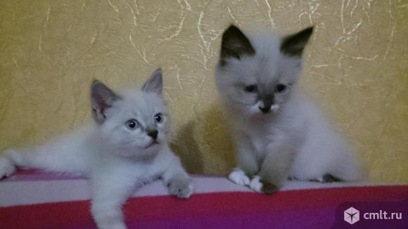 Котята в добрые руки. Фото 8.
