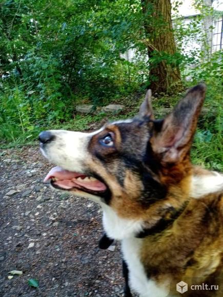 Помесную овчарки суку, стерилизована, из-за стесненных. Фото 1.