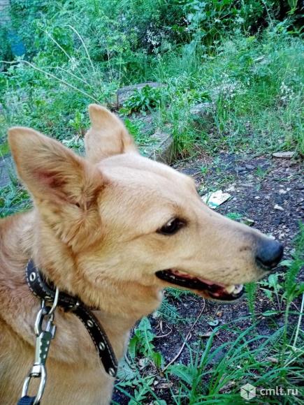 Помесную овчарки суку, стерилизована, из-за стесненных. Фото 10.