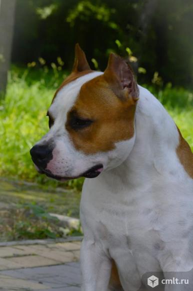 Вязка амстафф. Фото 2.