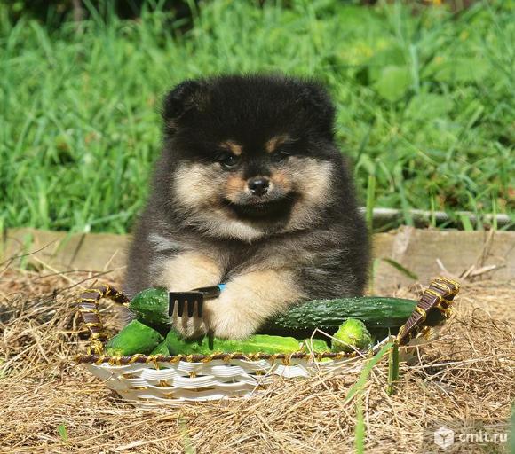Три веселых братца - малые шпицы. Фото 1.