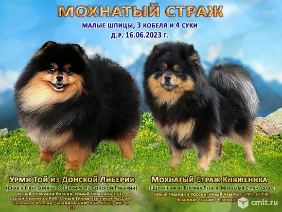 Три веселых братца - малые шпицы. Фото 7.