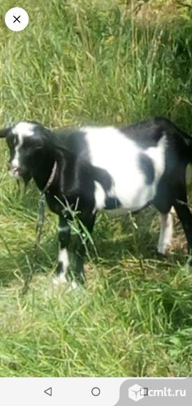 Продам на племя. Фото 1.