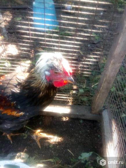 Продам петушков. Фото 1.