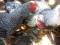 Продам петушков. Фото 3.