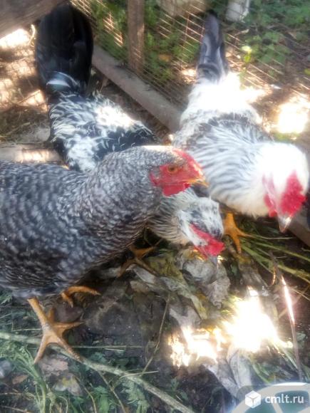 Продам петушков. Фото 4.