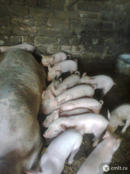 Свинья. Фото 1.