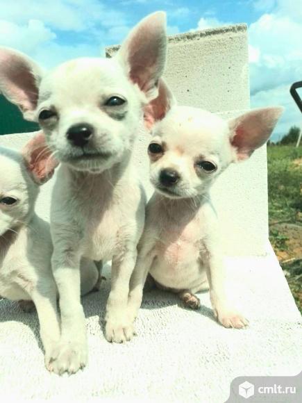 Продаю щенков чихуахуа. Фото 1.