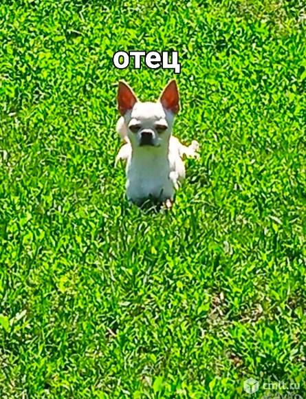 Продаю щенков чихуахуа. Фото 9.