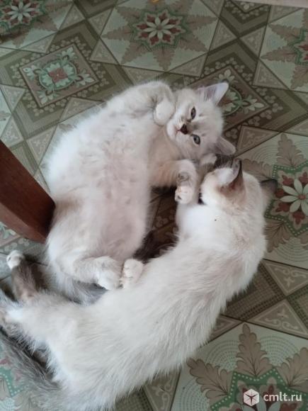 Котята в добрые руки. Фото 1.