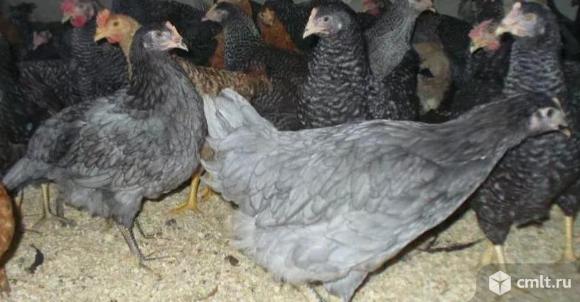 Куры молодые. Фото 1.