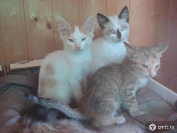Отдам в добрые руки котят. Фото 1.